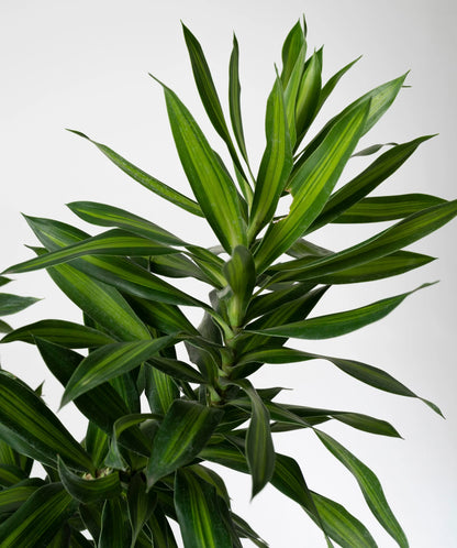 Dracaena India stem P34