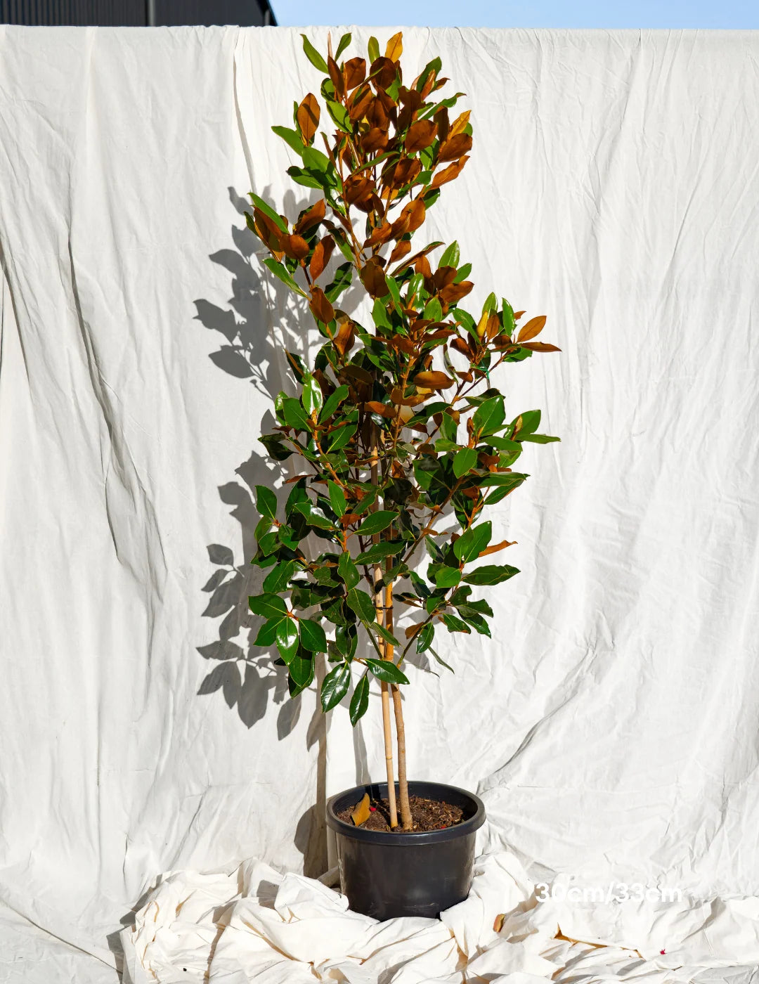 Magnolia grandiflora 180cm