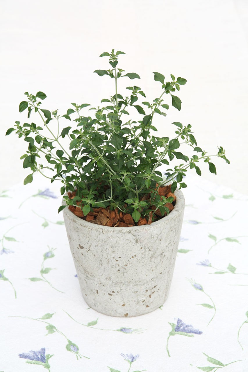 عشبة الفكس mentha STRAUCH