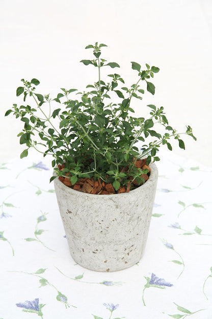 عشبة الفكس mentha STRAUCH