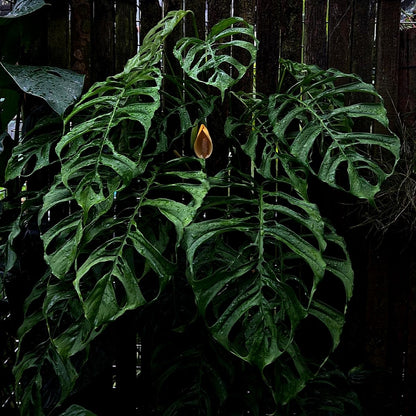 monstera obliqua مونستيرا أوبليكوا