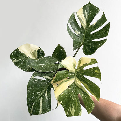 Monstera del. thai constellation 70cm