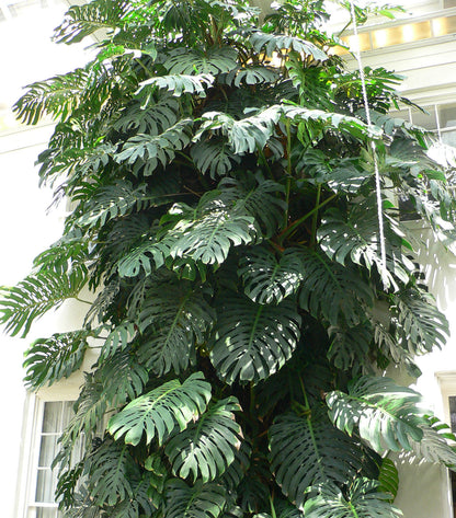 مونستيرا عملاقة Monstera deliciosa Monstera Deliciosa XXL