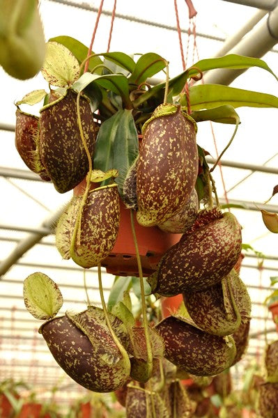 Nepenthes hookeriana