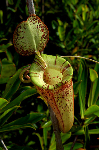 Nepenthes hookeriana