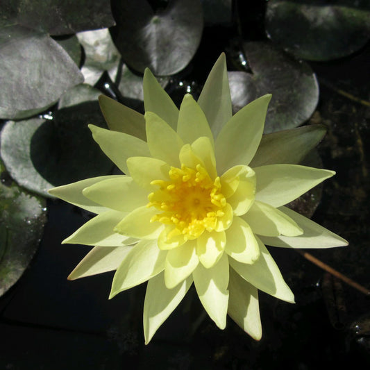 Nymphaea 'Sulphurea'(3L)