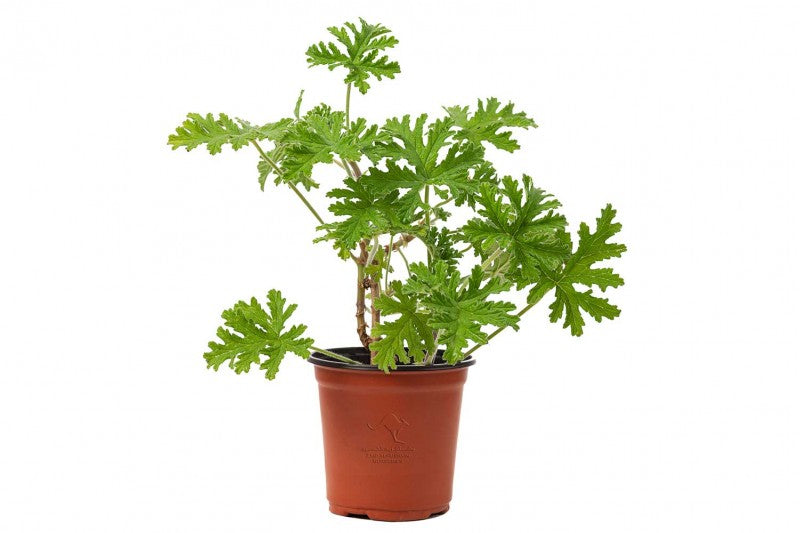 عطره مشكل حبة وحدة