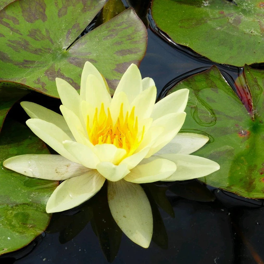 Nymphaea 'Ch. de Meurville' (3L)