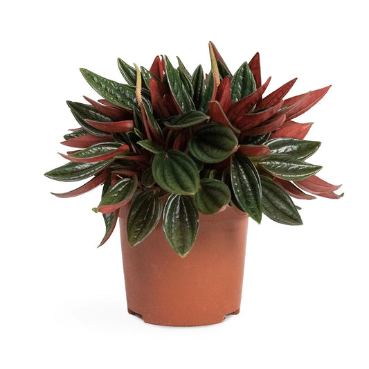 Peperomia Rosso