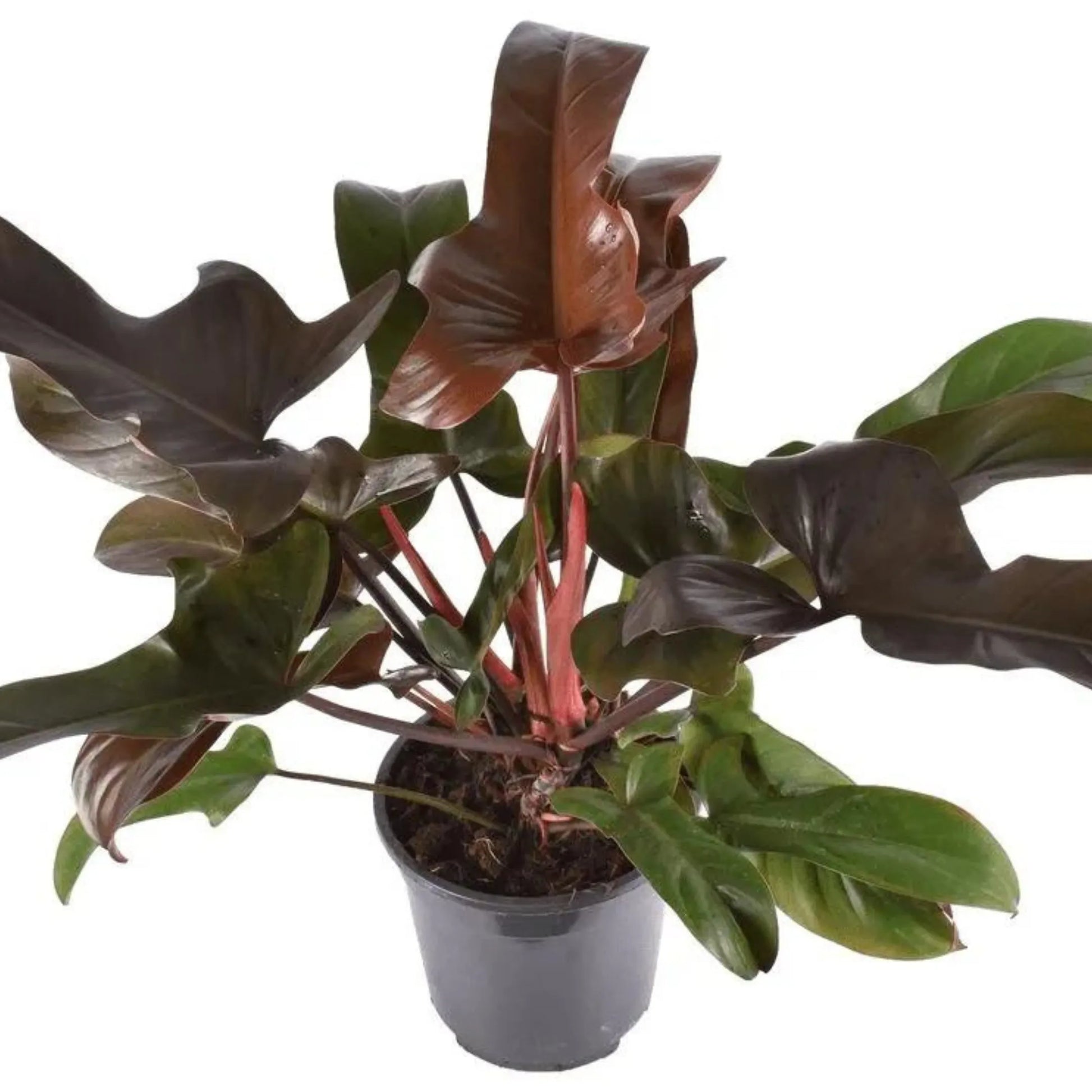 florida bronze philodendron Philodendron Florida Bronze فيلوديندرون فلوريدا برونز – GreenHydrokw