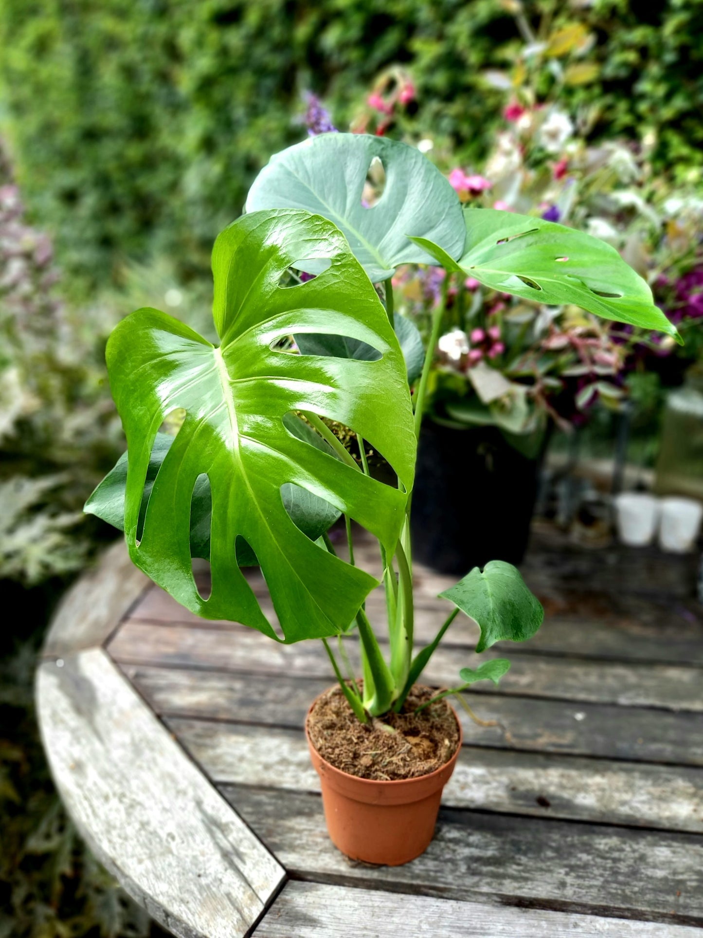 monstera deliciosa up to 70 cm مونستيرا ديليشيوسا