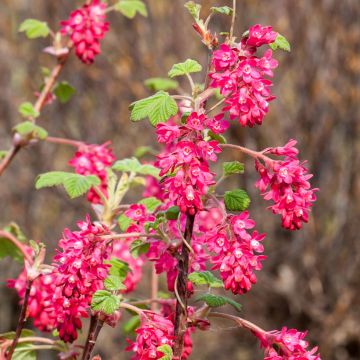 Ribes sang. pulborough scarle شجرة التوت العملاقة ١٨٠سم