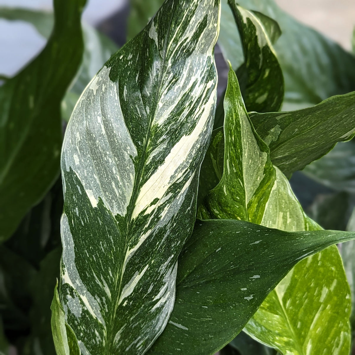 Spathiphyllum diamond زنبق السلام مبرغش