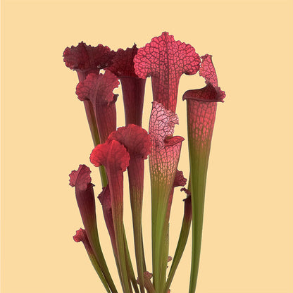 sarracenia juthatip soper