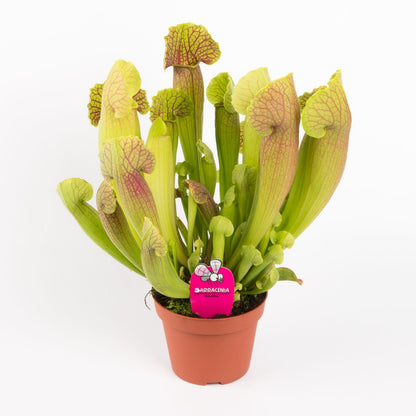 Sarracenia barba