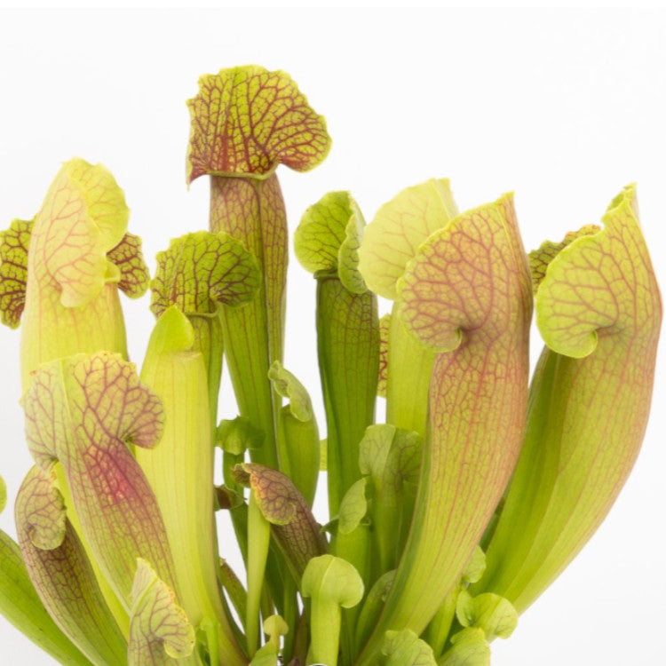 Sarracenia barba