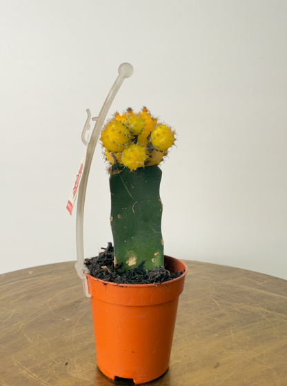 Gymnocalycium mixed 5,5 cm صبار حبة وحده