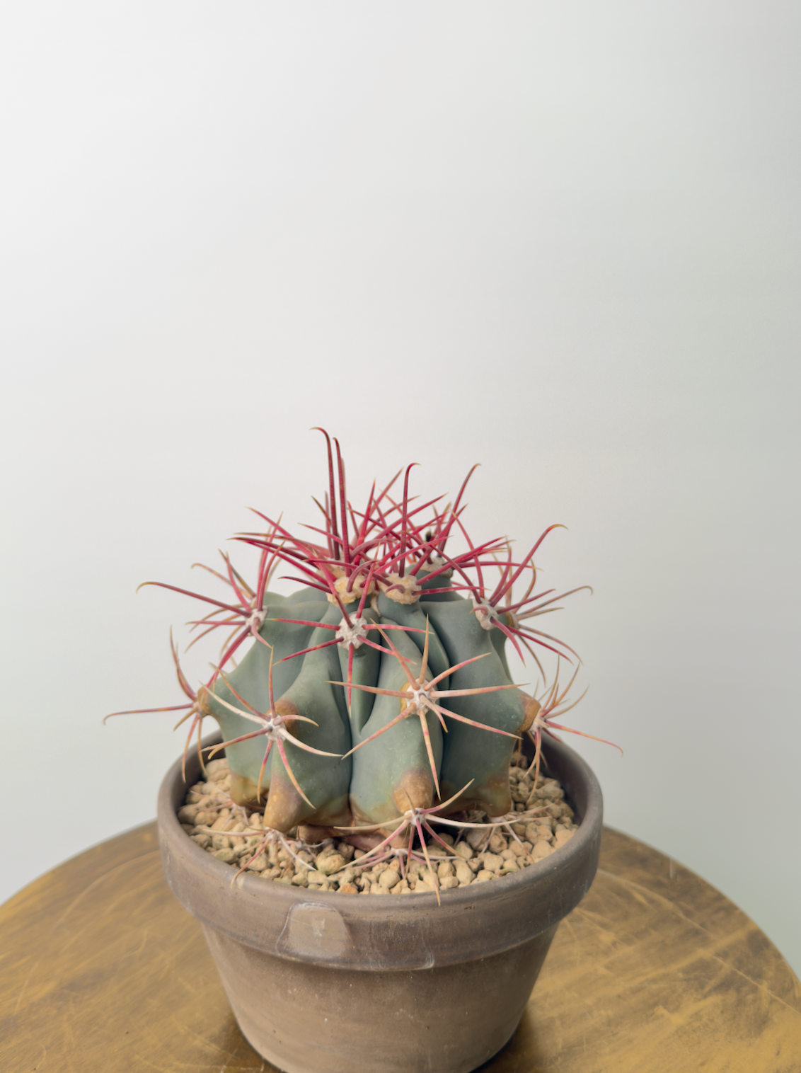 Ferocactus emoryi صبار