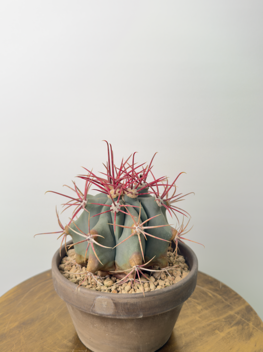 Ferocactus emoryi صبار