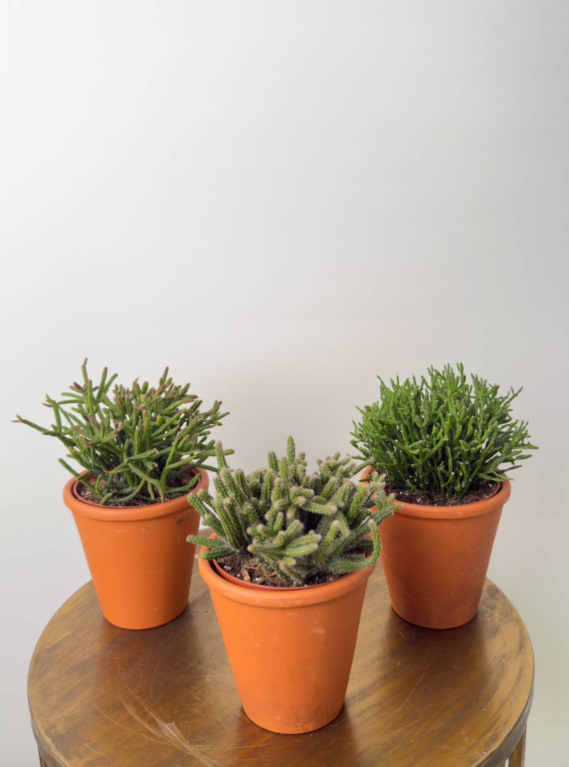 Echeveria miranda حبة