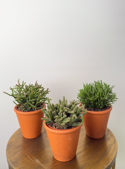 Echeveria miranda حبة