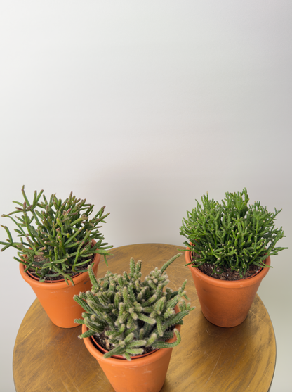 Echeveria miranda حبة