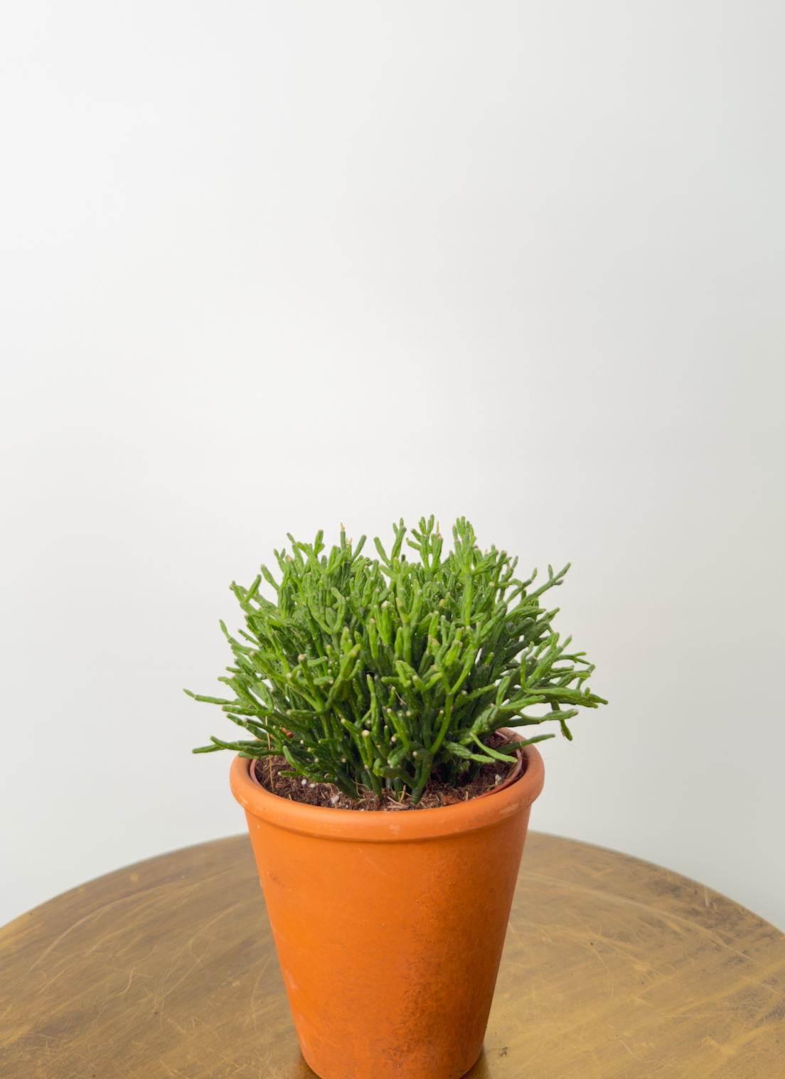 Echeveria miranda حبة