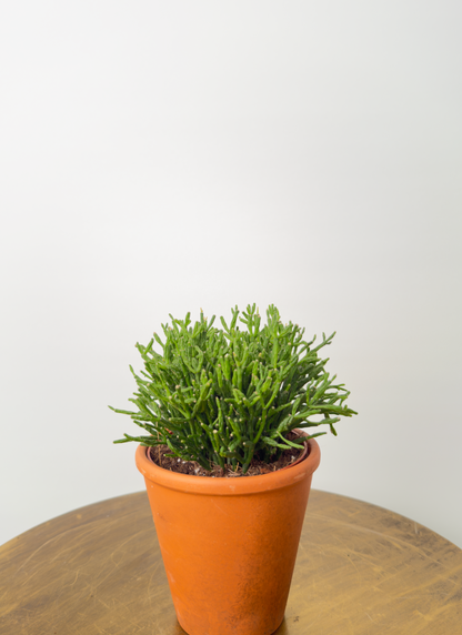 Echeveria miranda حبة