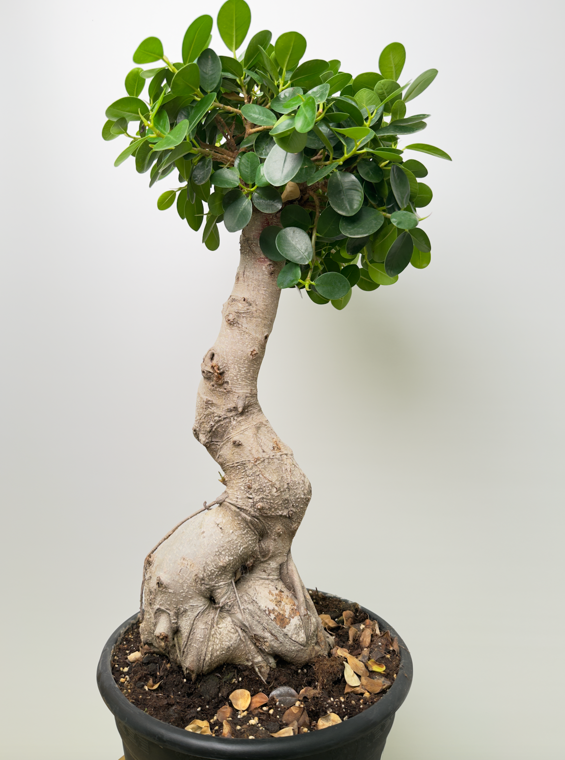 Ficus microcarpa فيكاس