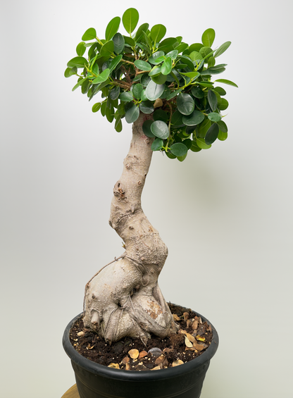 Ficus microcarpa فيكاس
