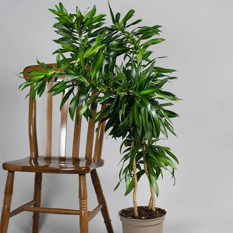 Dracaena India stem P34