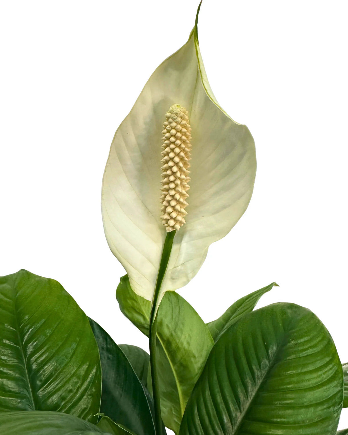 Spathiphyllum sensation زنبق السلام الكبيرة