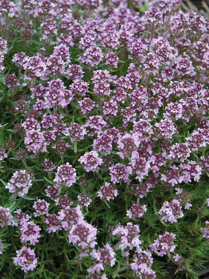 زعتر البرتقال