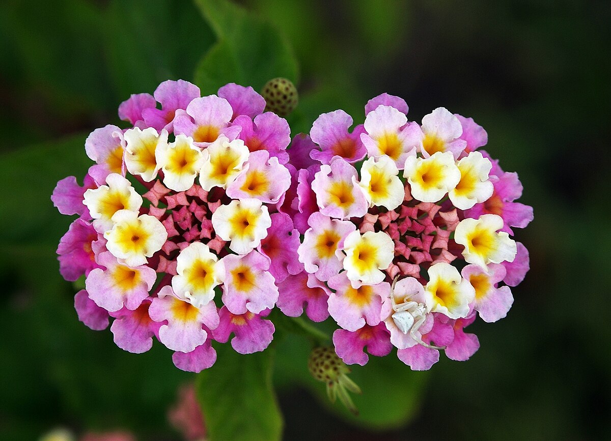Lantana camara    لانتانا