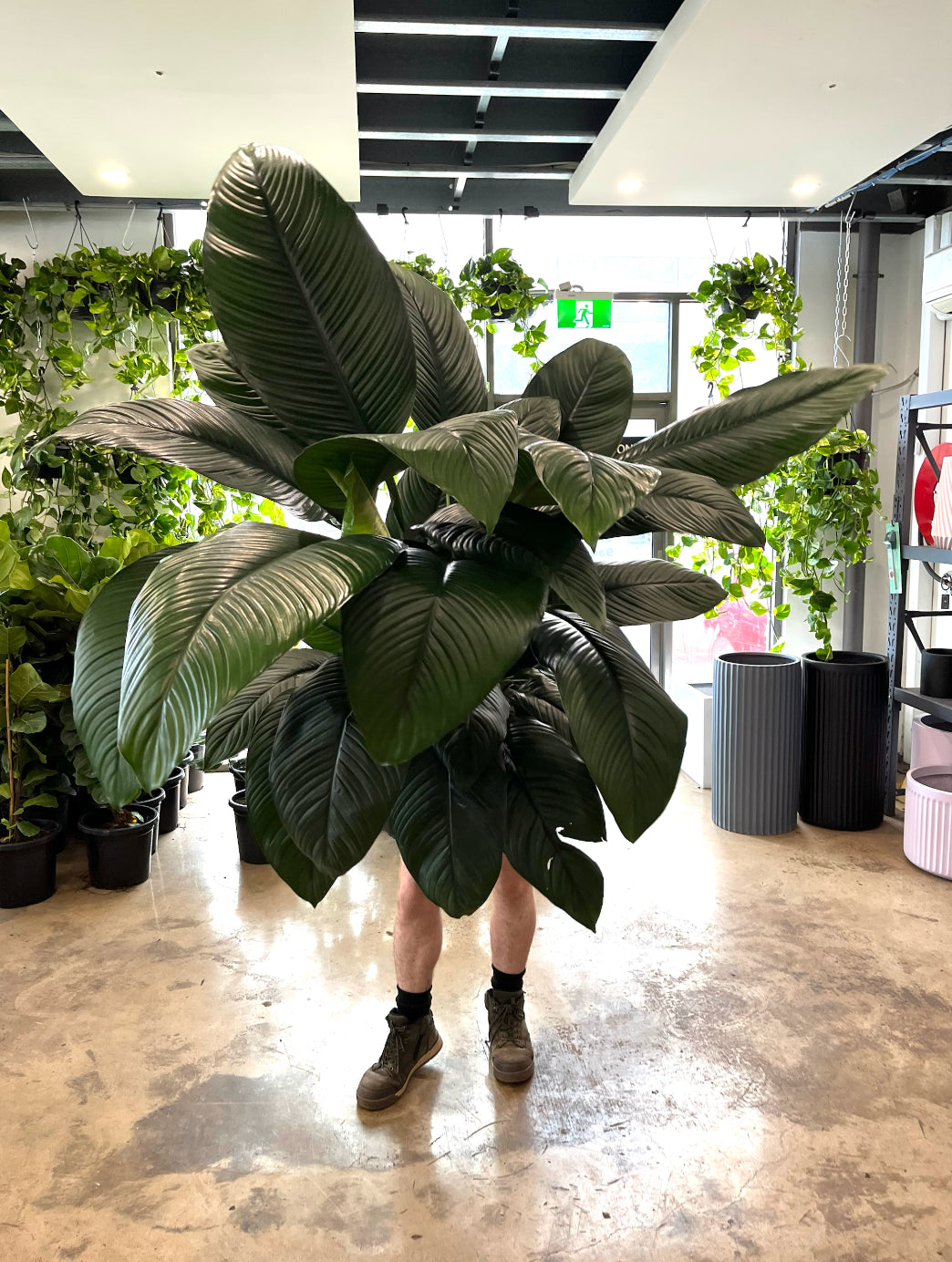 Spathiphyllum sensation زنبق السلام الكبيرة