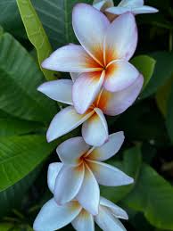 Plumeria Hawaiian فتنة ملونة