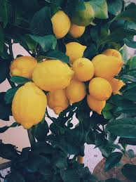 Lemon California ليمون كاليفورنيا