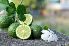 Citrus Bergamot ليمون جامبو كبيرة