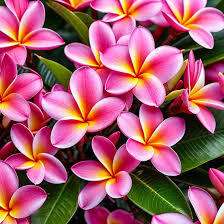 Plumeria Hawaiian فتنة ملونة