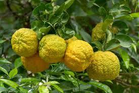 Citrus Bergamot ليمون جامبو كبيرة