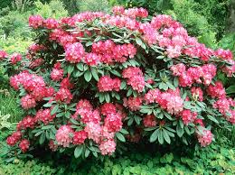 Rhododendron ازاليا  'Fantasica'