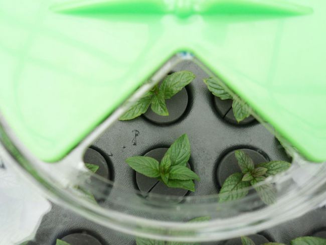 Nutriculture 40 PLANT PROPAGATOR