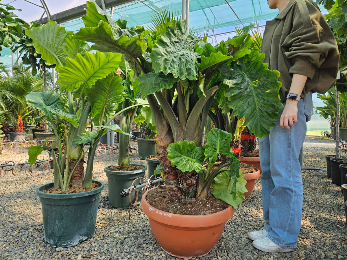 Alocasia low rider الوكاسيا