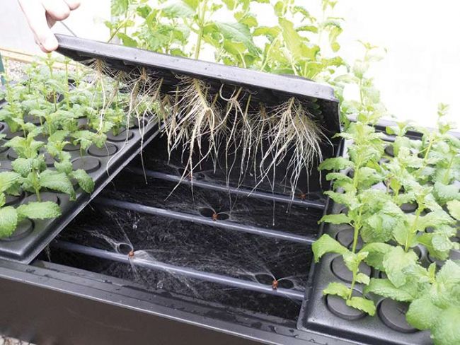 Nutriculture 80 PLANT PROPAGATOR