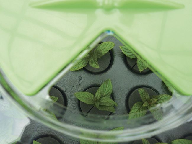 Nutriculture 80 PLANT PROPAGATOR