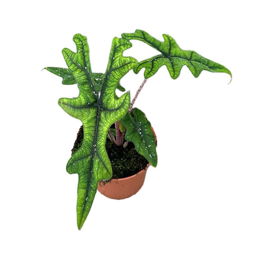 Alocasia Jacklyn الوكاسيا جاكلين كبيره