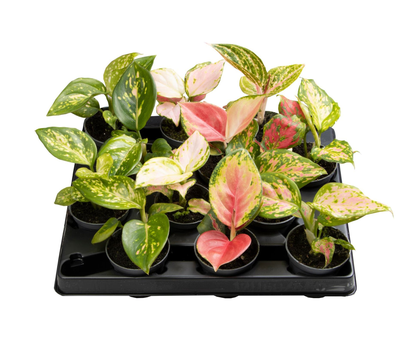 Aglaonema  أجلونيما