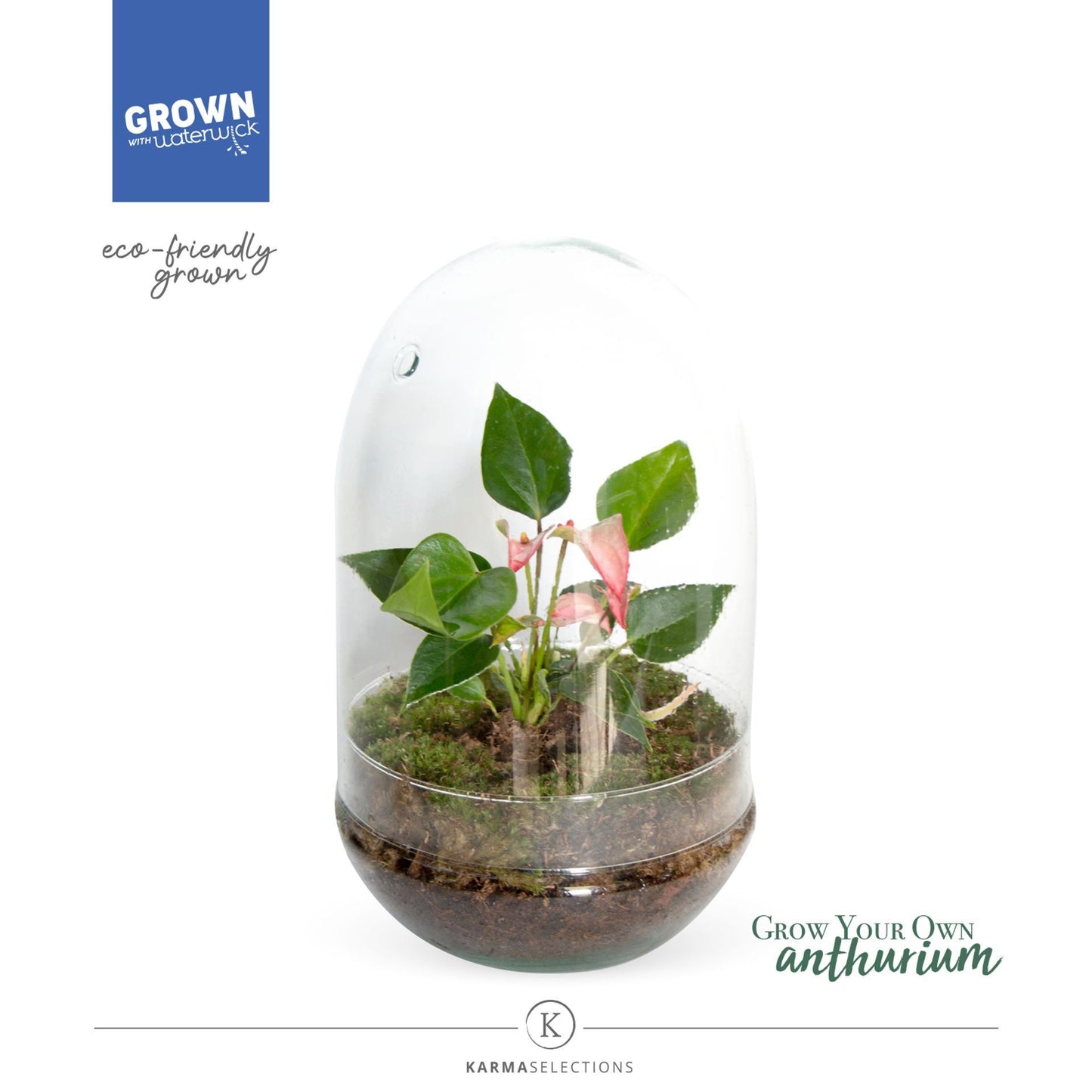 انتوريوم حوض زجاج