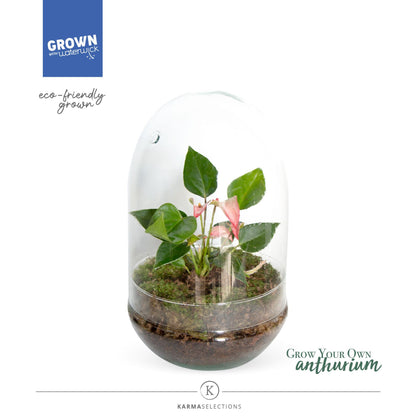 انتوريوم حوض زجاج