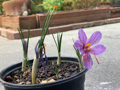 100 بصيلة Crocus   زعفران